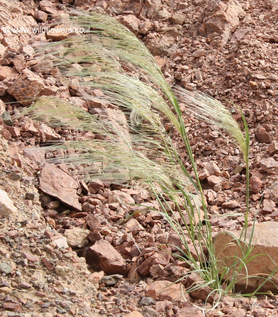 Stipagrostis hirtigluma